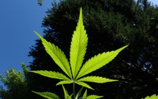Co szkodzi nasionom marihuany?